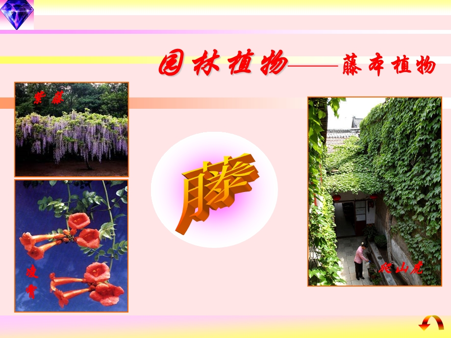 第三章阔叶树（藤本植物）ppt课件.ppt_第1页