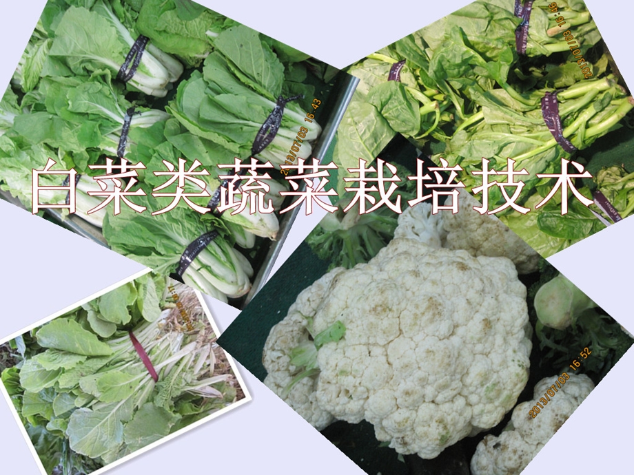 白菜类蔬菜栽培技术ppt课件.pptx_第1页