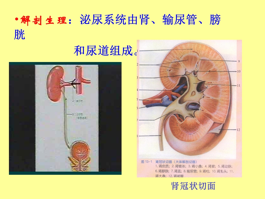 病理学第八章泌尿系统疾病ppt课件.ppt_第2页