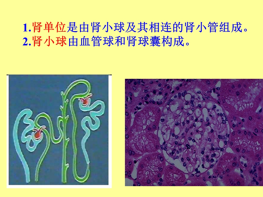 病理学第八章泌尿系统疾病ppt课件.ppt_第3页