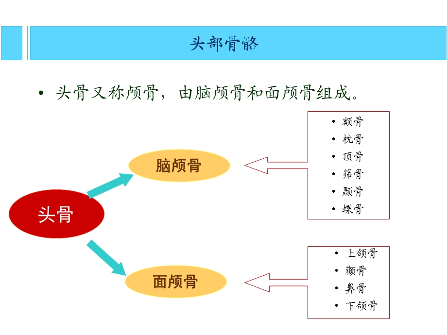 艺用人体解剖学 头部躯干ppt课件.ppt_第2页