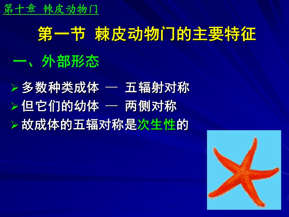 第十章棘皮动物门ppt课件.ppt_第2页