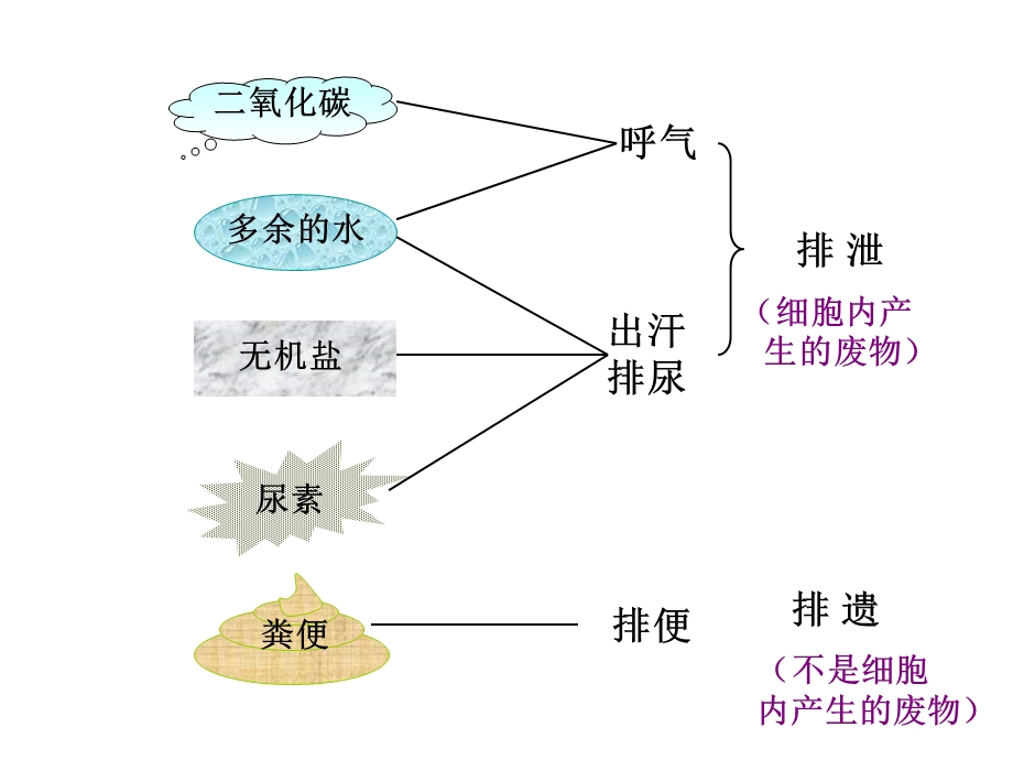 苏教版《人体内废物的排出》复习ppt课件.ppt_第2页