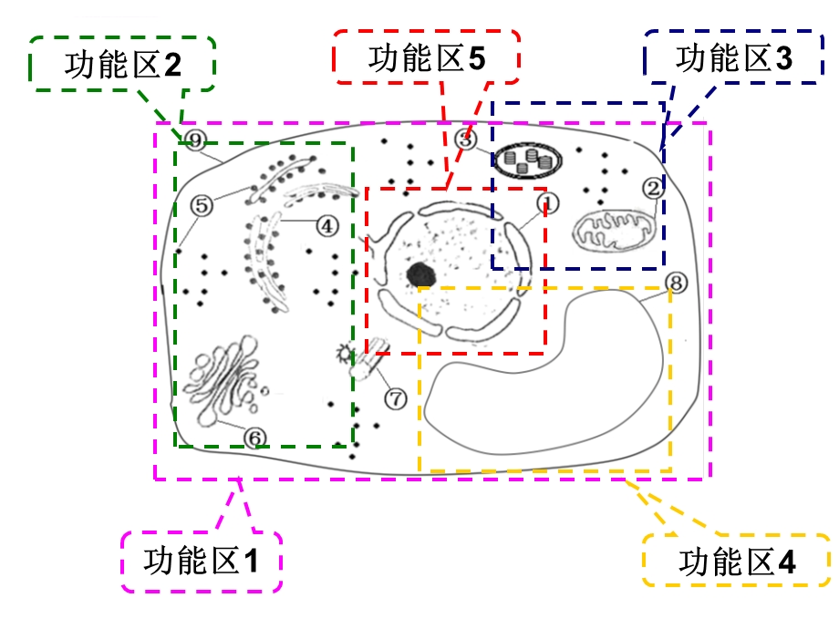 细胞结构与功能小专题复习总结ppt课件.ppt_第3页