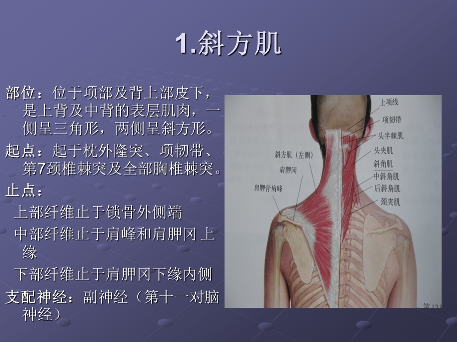 肩关节运动相关肌肉解剖ppt课件.ppt_第2页