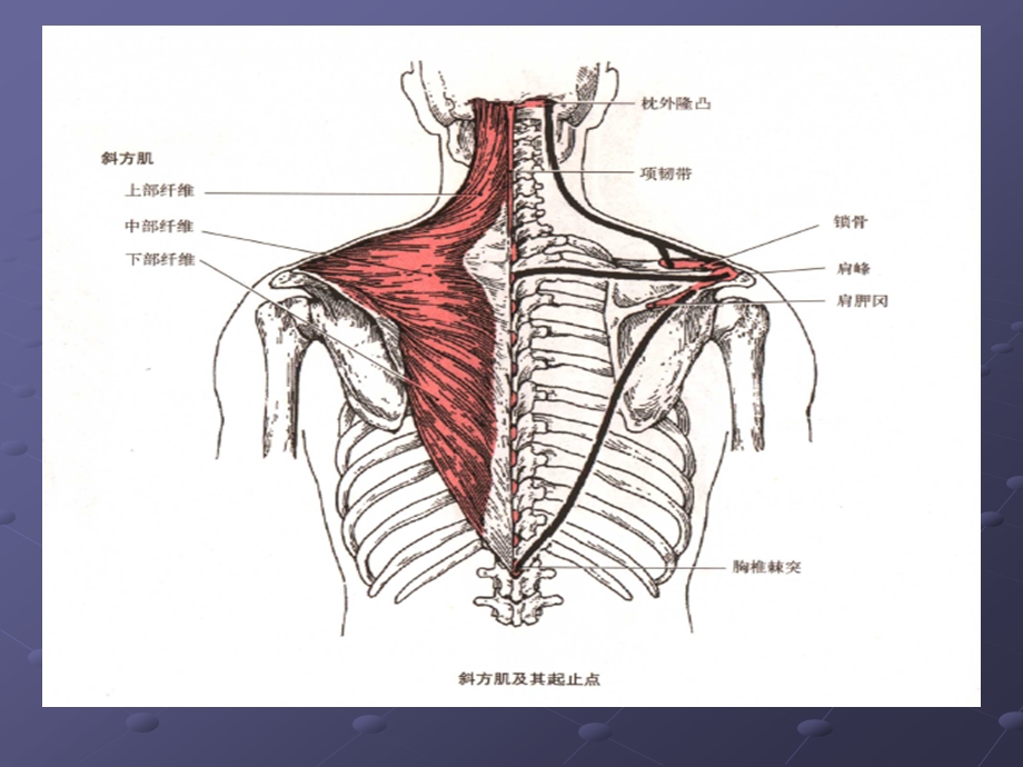肩关节运动相关肌肉解剖ppt课件.ppt_第3页