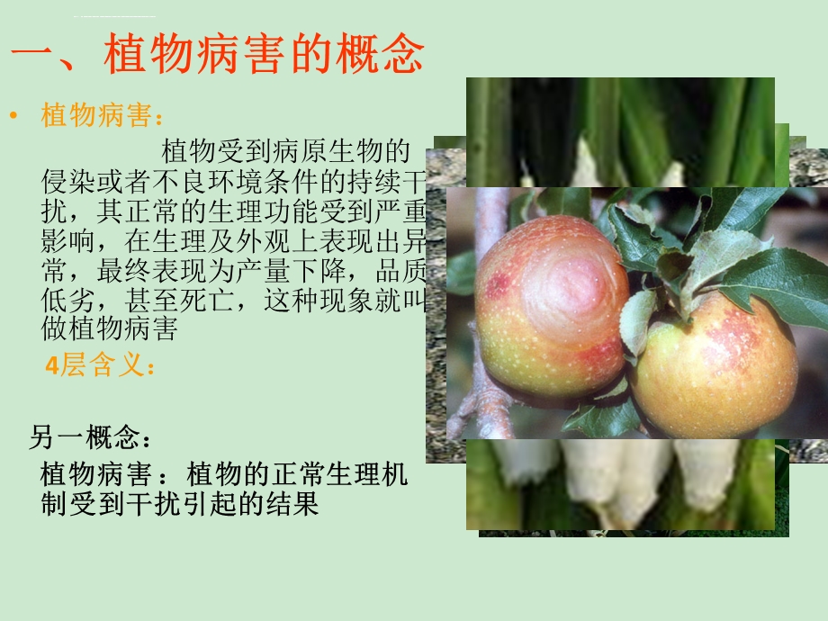 第二章 植物病害的概念ppt课件.ppt_第3页