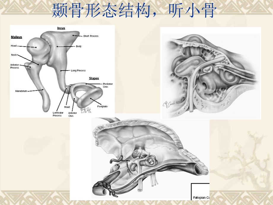 颞骨的CT解剖及诊断ppt课件.ppt_第3页