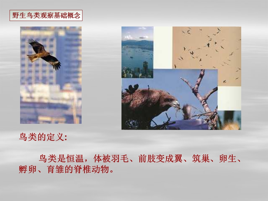 鸟类观察与认别ppt课件.ppt_第3页