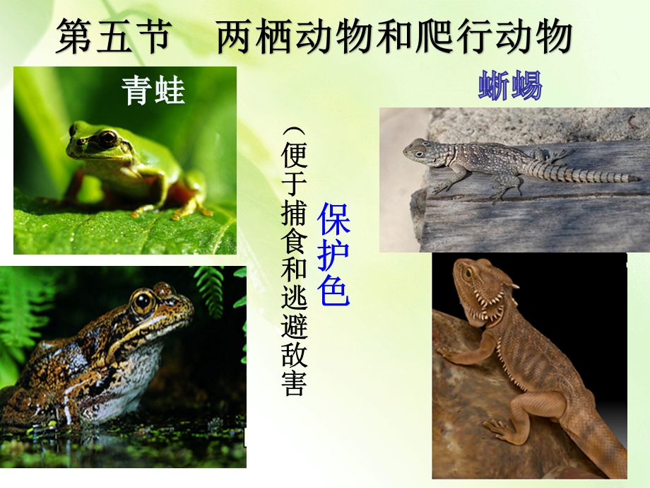 （公开课PPT课件）两栖动物和爬行动物.ppt_第3页