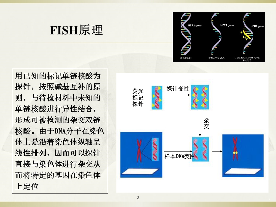 FISH技术在乳腺癌检测中的应用课件.ppt_第3页