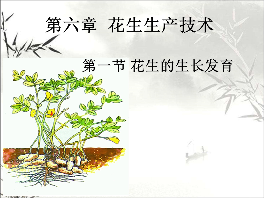 花生的生长发育 课件.ppt_第2页