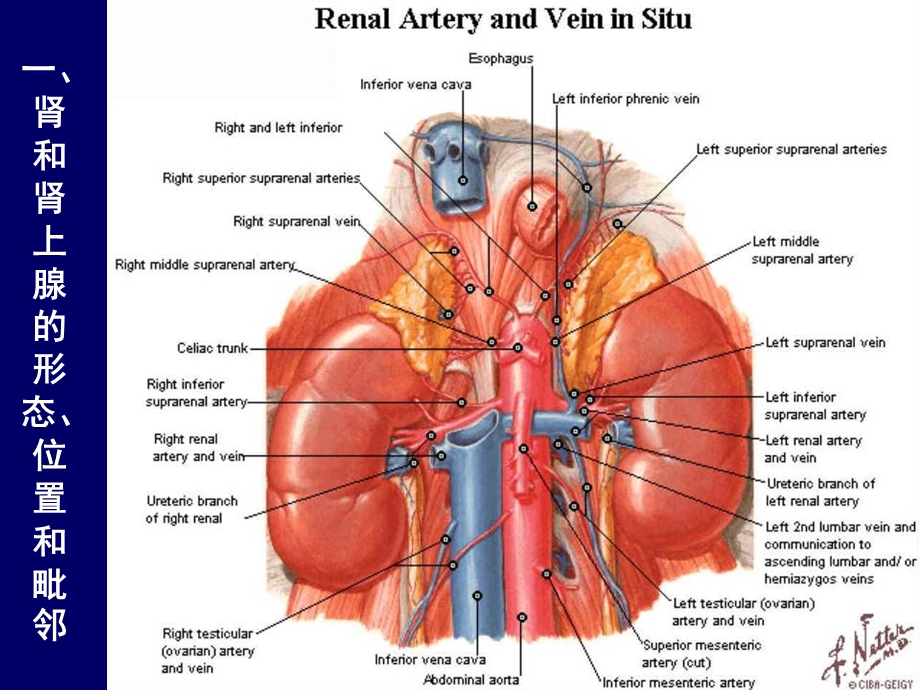 肾上腺和肾的断层解剖 腹部断层解剖学人体断层解剖课件.ppt_第2页