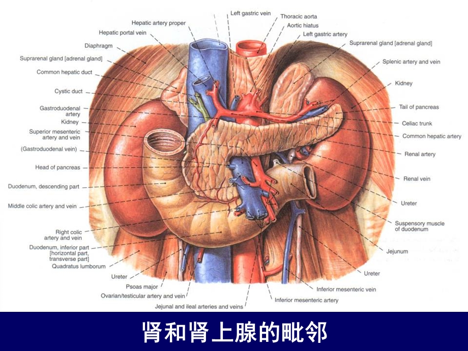 肾上腺和肾的断层解剖 腹部断层解剖学人体断层解剖课件.ppt_第3页