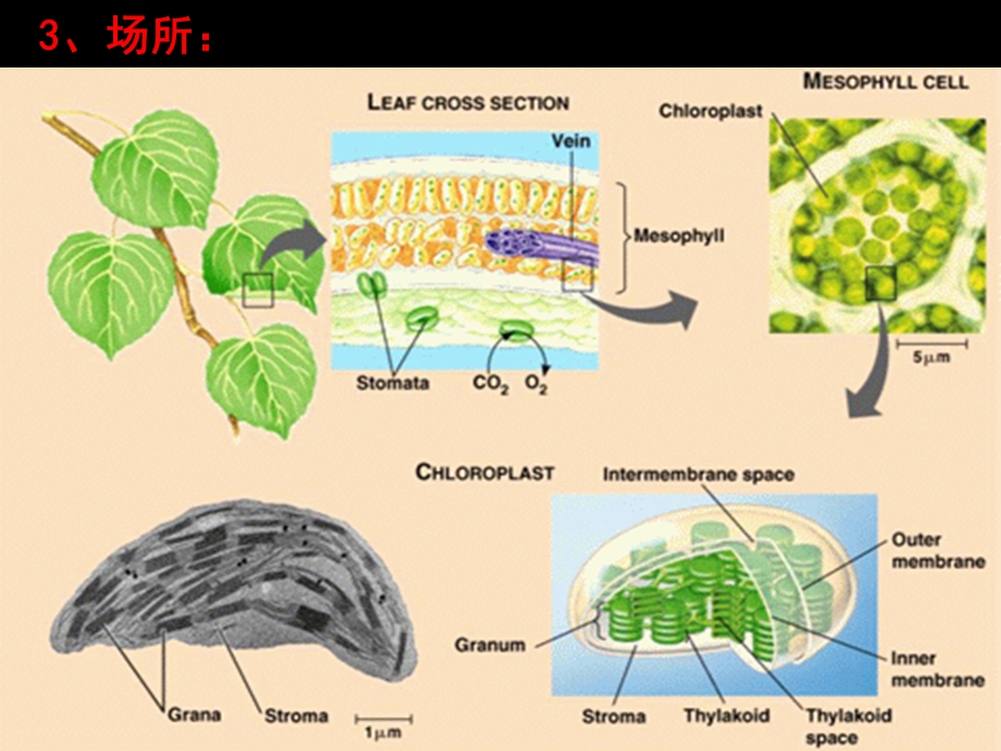 苏教版教学ppt课件浙江省生物必修1光合作用的过程 浙.ppt_第3页