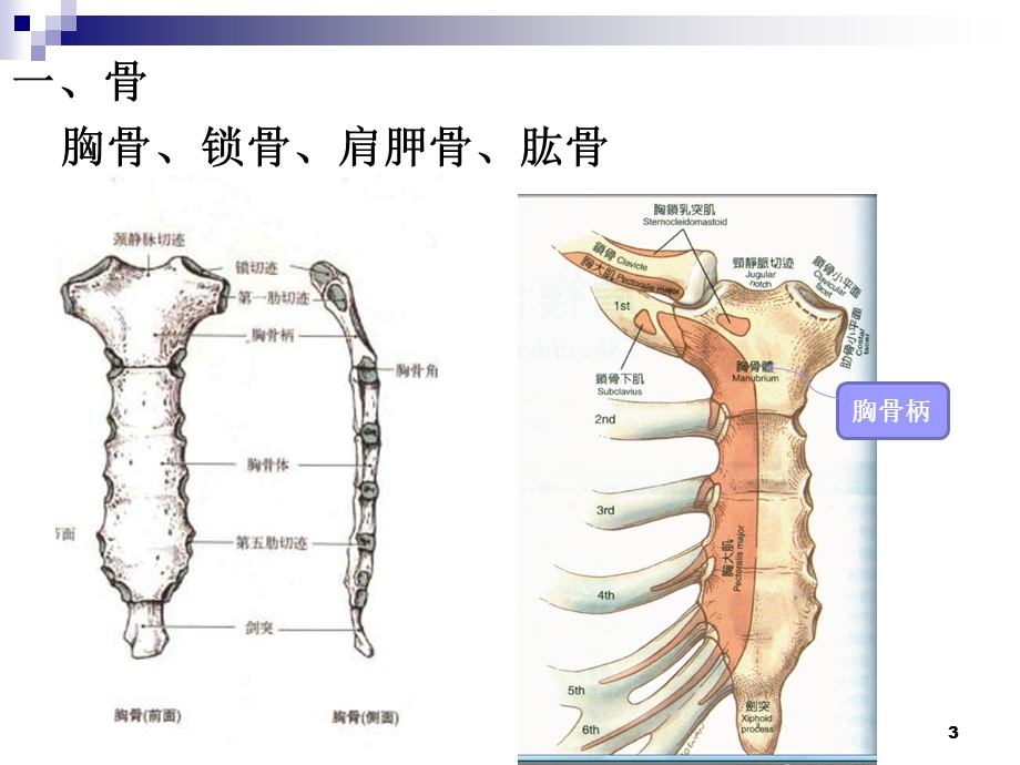 人体运动学 上肢课件.ppt_第3页