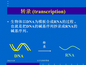 分子生物学原理RNA生物合成课件.ppt