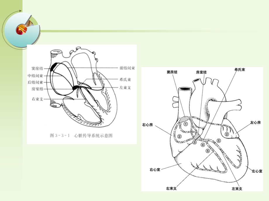 危险性心律失常的急救与护理课件.ppt_第3页