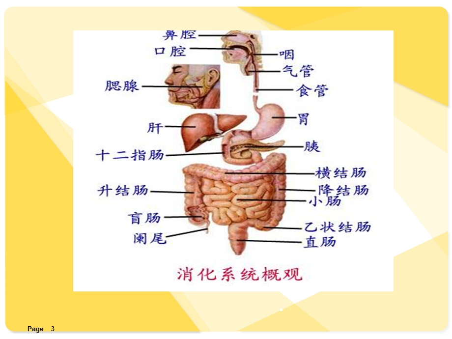 患者发现消化道出血的应急预案课件.ppt_第3页