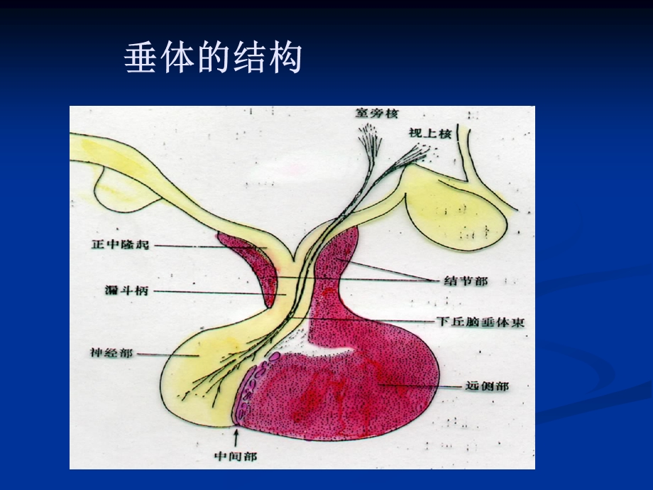 垂体瘤的诊治指南课件.ppt_第2页