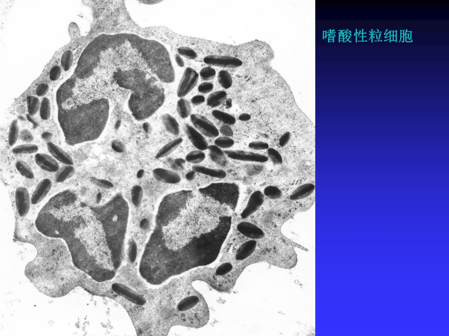 各类细胞电镜图课件.pptx_第3页