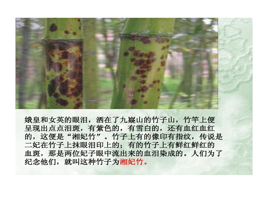 湘夫人优秀教案课件.ppt_第3页