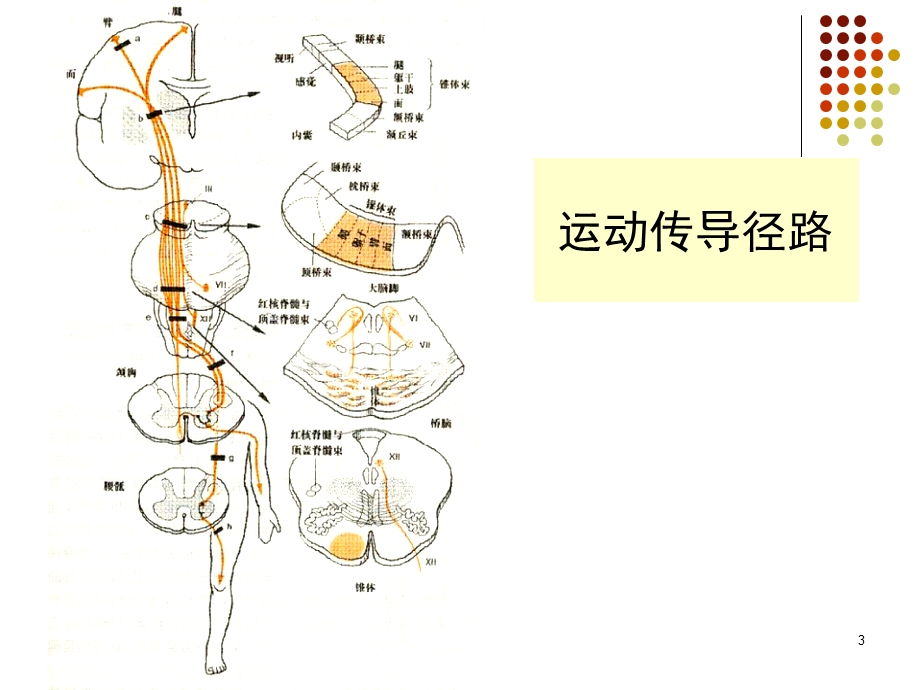 第十一节瘫痪课件.ppt_第3页