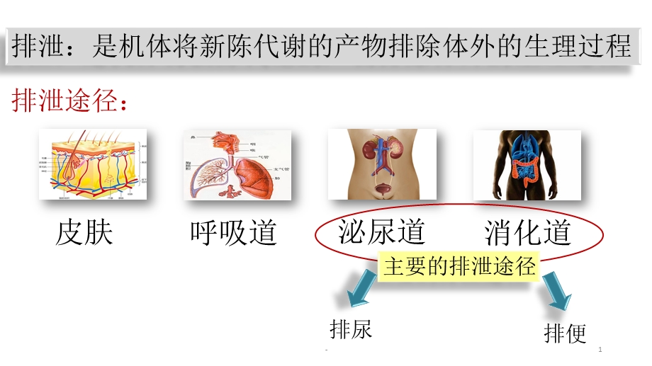 排便护理课件.pptx_第1页