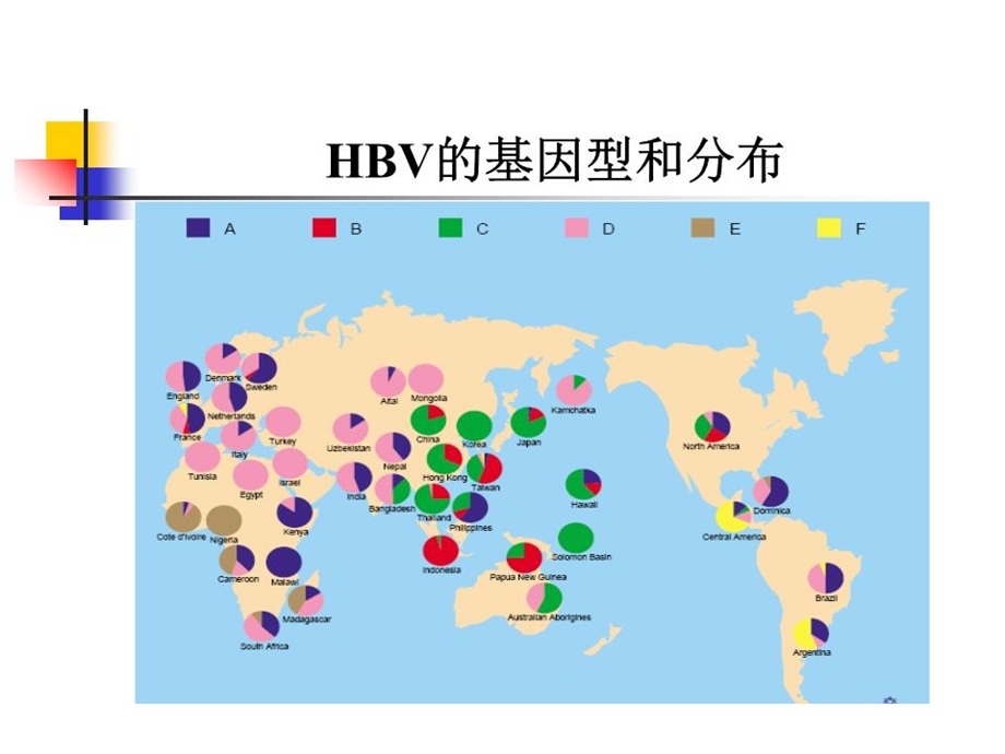 HBV基因分型的检测方法及临床意义课件.ppt_第3页