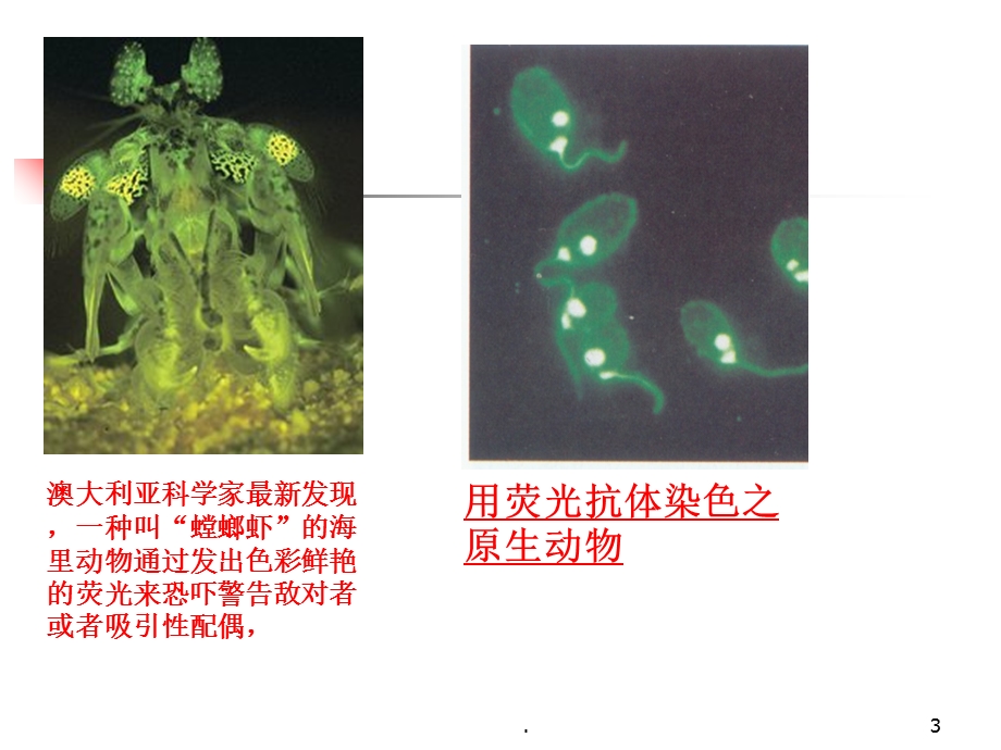 荧光光谱分析法课件.ppt_第3页