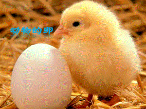 《动物的卵》精美优秀课件1.pptx