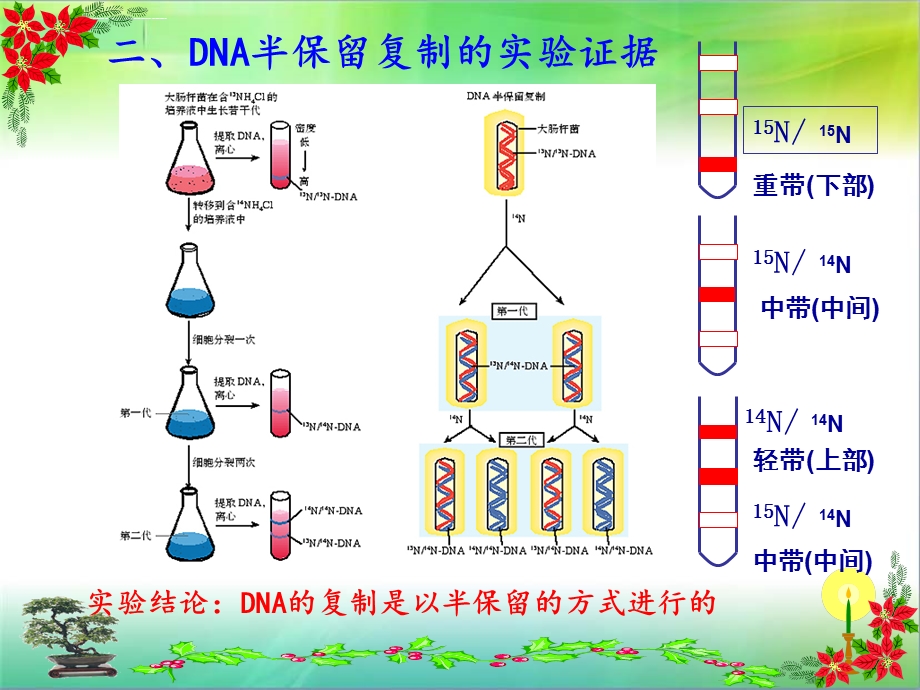 DNA的复制(动画)ppt课件.ppt_第3页