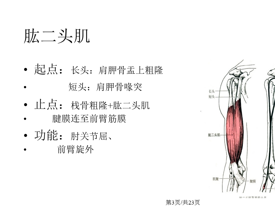 人体的主要肌肉群学习课件.pptx_第3页