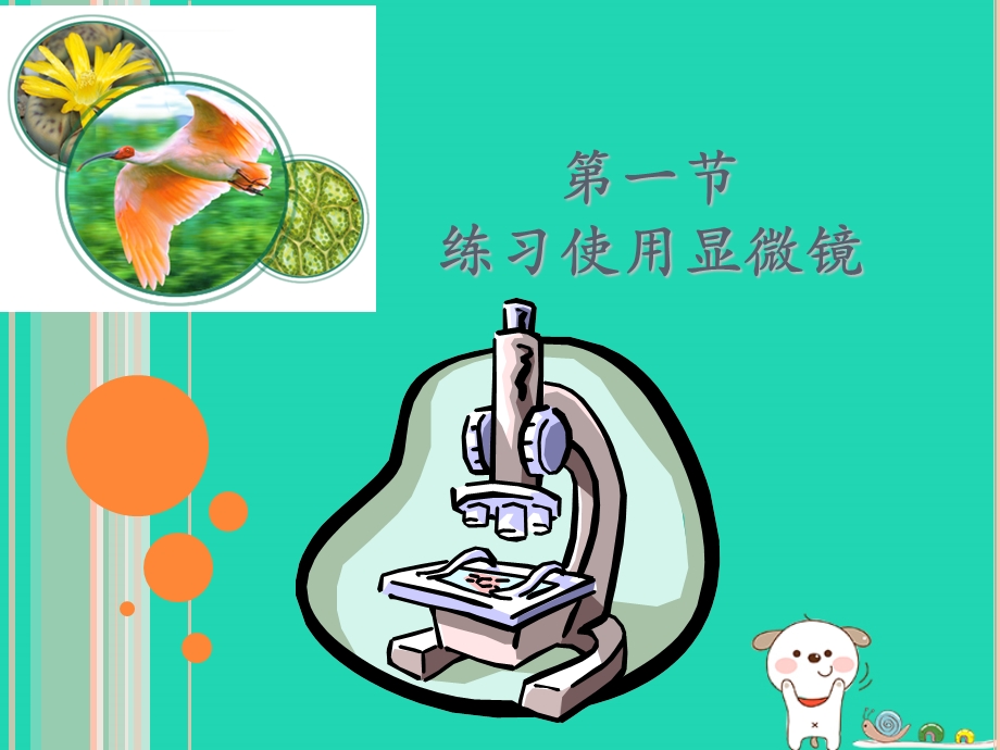 人教版七年级生物上册第二单元第一章第一节练习使用显微镜课件.ppt_第2页