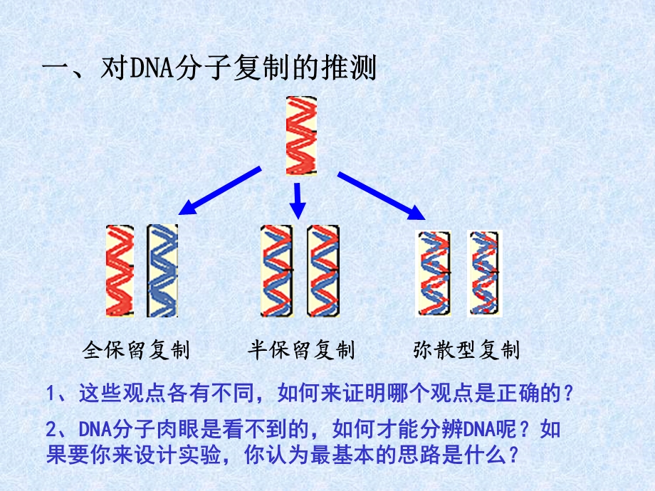 DNA的半保留复制ppt课件.ppt_第2页