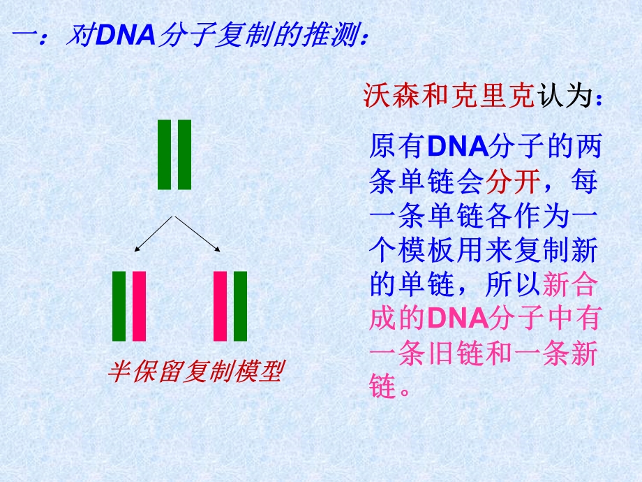 DNA的半保留复制ppt课件.ppt_第3页