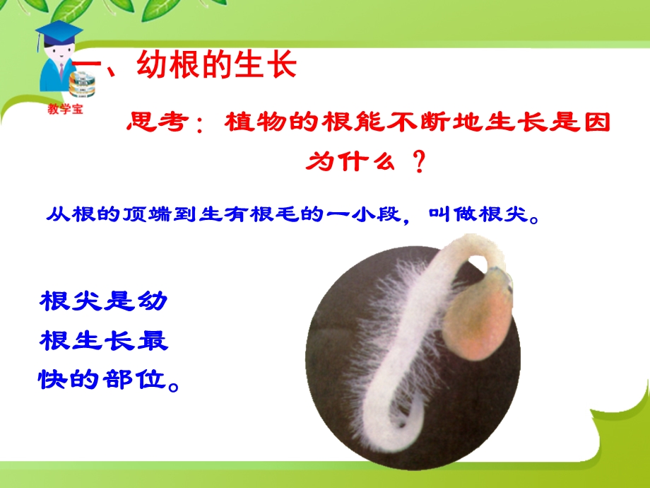 植株的生长课件.ppt_第2页