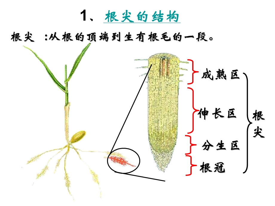 植株的生长课件.ppt_第3页