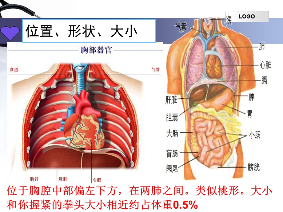 人教版七年级生物下册第四单元第四章《第三节输送血液的泵——心脏》课件(23张).ppt_第3页