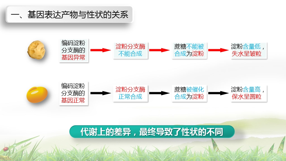 人教版高一必修二基因表达与性状的关系下载课件.pptx_第3页