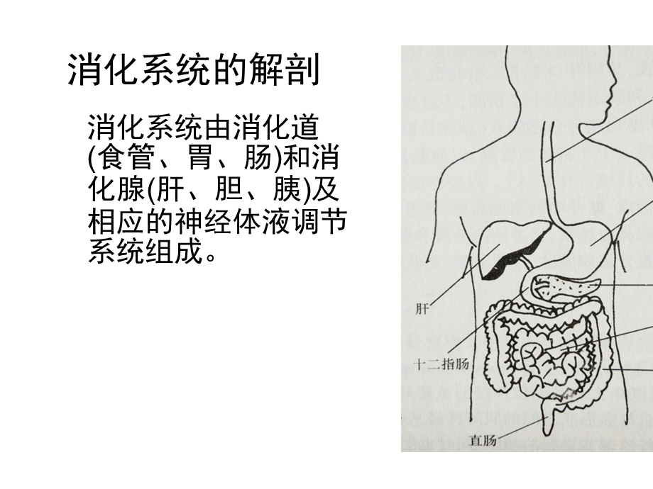 上消化道出血小讲课PPT.ppt_第3页