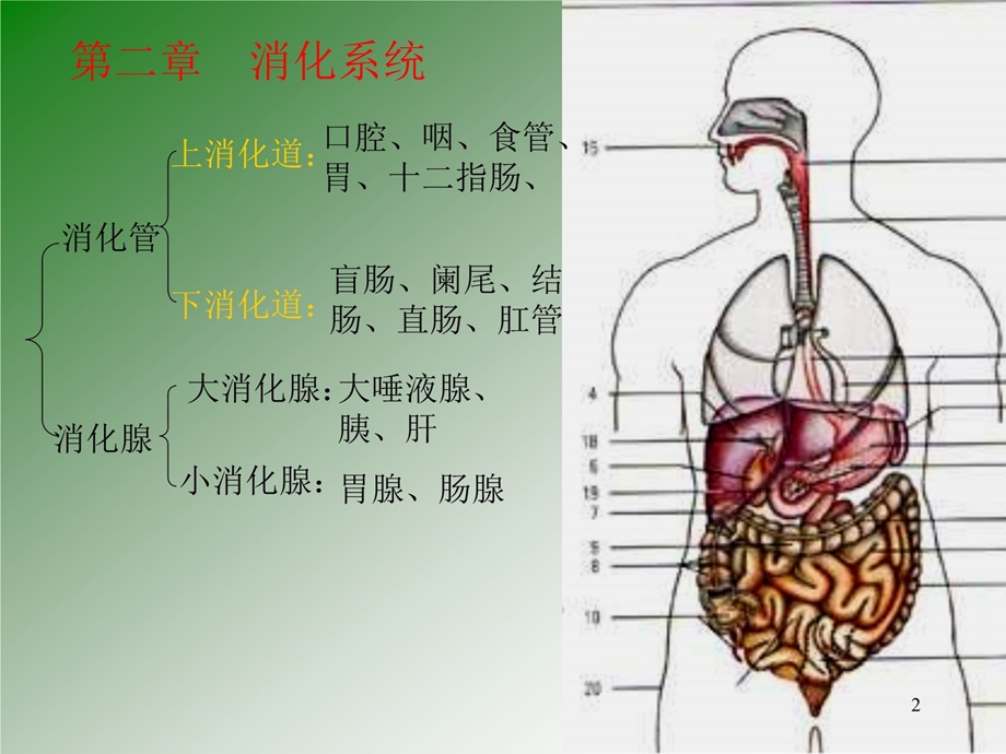 【基础医学】第二篇内脏学第一张总论课件.ppt_第2页