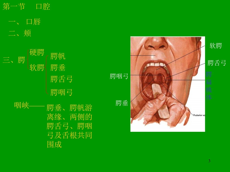 【基础医学】第二篇内脏学第一张总论课件.ppt_第3页