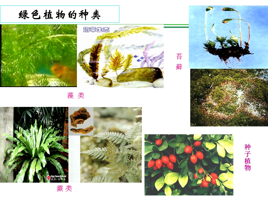 藻类苔藓和蕨类植物PPT课件.ppt_第2页