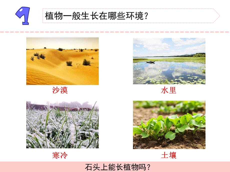 三年级下册科学课件PPT：石头上的植物苏教版.pptx_第2页