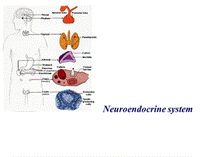 《神经生物学》下丘脑与垂体的内分泌功能课件.ppt