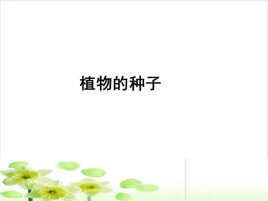 三级下册科学课件植物的种子人教版.ppt_第2页