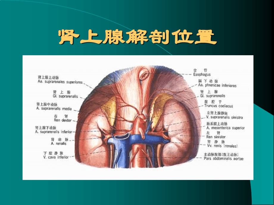 二十六单元肾上腺皮质激素类药物课件.ppt_第2页