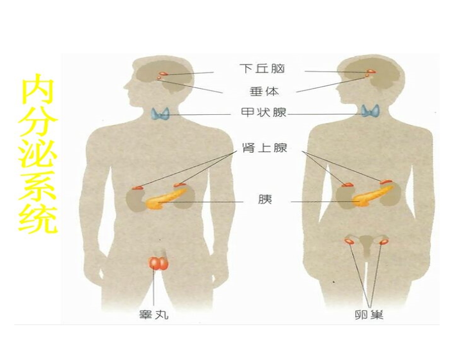 中职药物学基础第二版课件第1617章.ppt_第3页