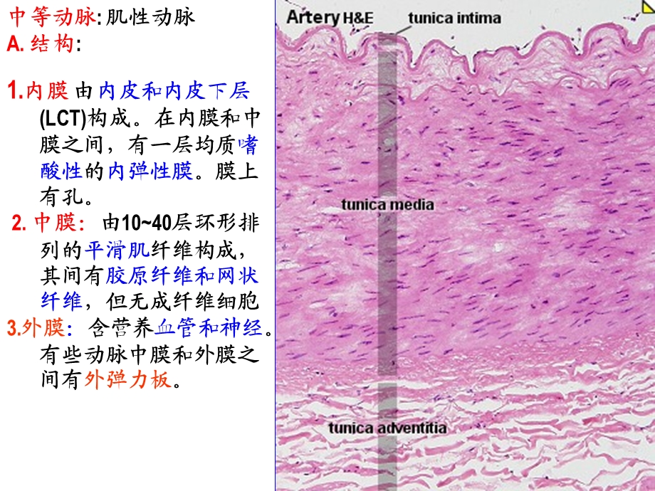 动脉粥样硬化2课件.pptx_第3页